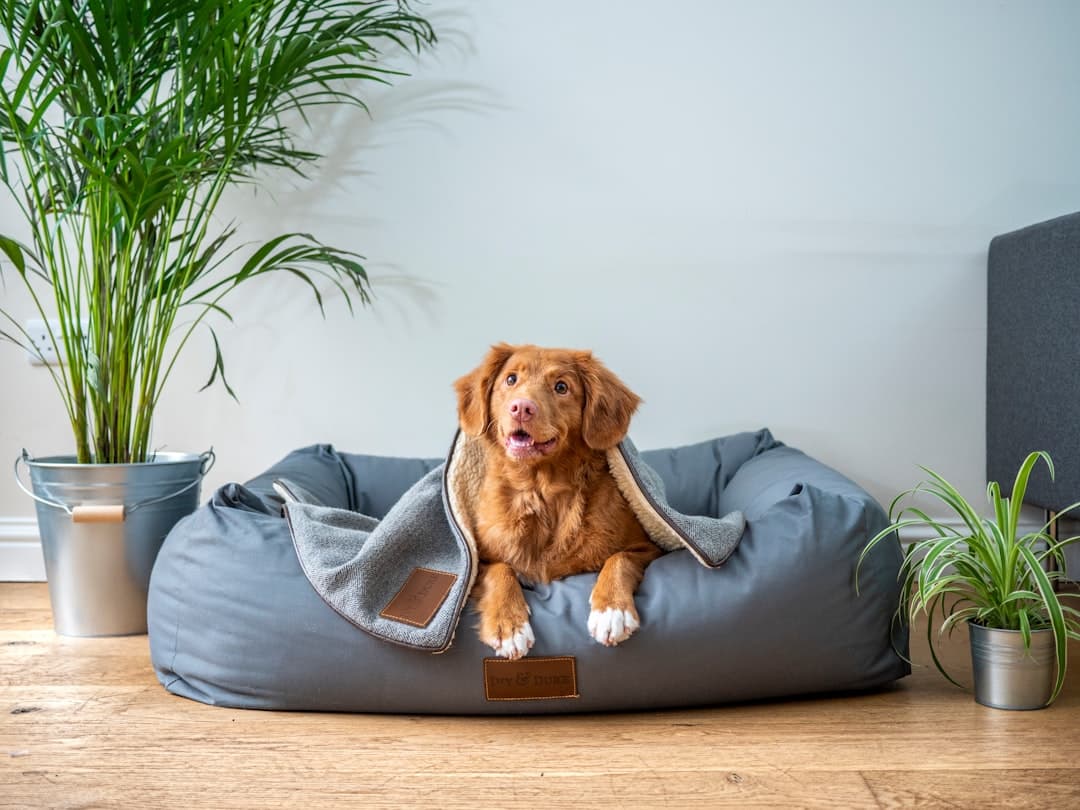 Dog relaxing on a couch in a rental home with pet-friendly policy